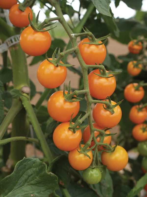 Plant de tomates cerises orange « sunsugar » — pot de 3,5 pouces