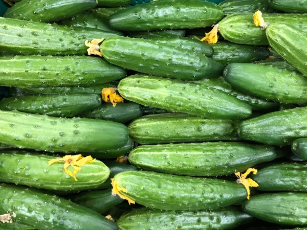 Plant de concombre Marketmore — pot de 3,5 pouces