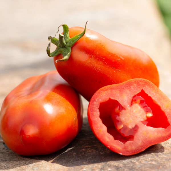 Plant de tomates italiennes — pot de 3,5 pouces