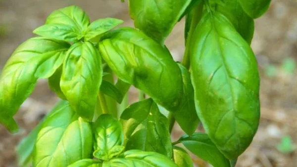 Plant de basilic — pot de 4 pouces