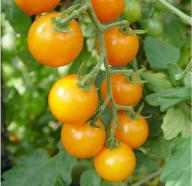 Plant de tomates cerises orange « sunsugar » — pot de 3,5 pouces