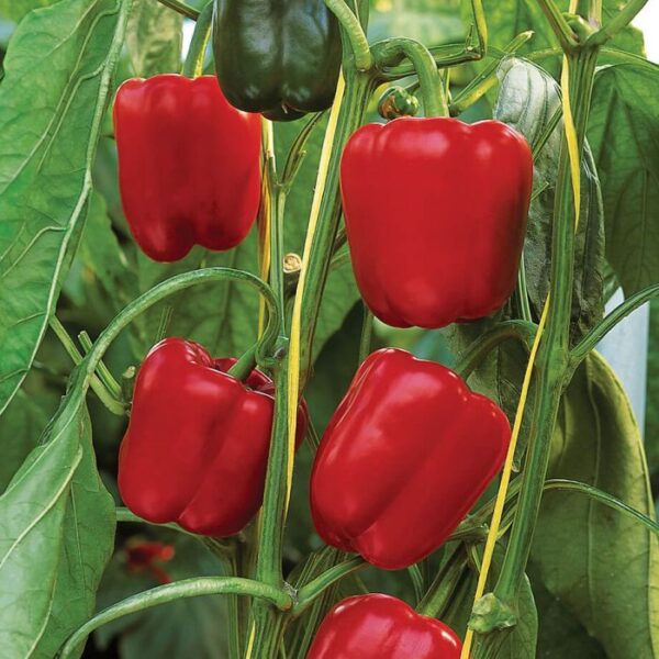 Plant de poivrons rouges Calwonder — pot de 3,5 pouces